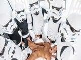 Star Wars – Luke Adams, Paddy O’Brian and Hector de Silva